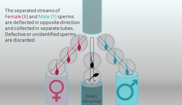 Sex Sorted Semen Is A Game Changer For The Livestock Industry AgriOrbit