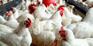 Plaas TV, Pluimveevoeding, avian influenza