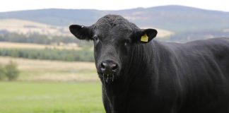 Nuwe neiging terug na bulle uit suiwer rasse