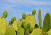 prickly pear turksvy