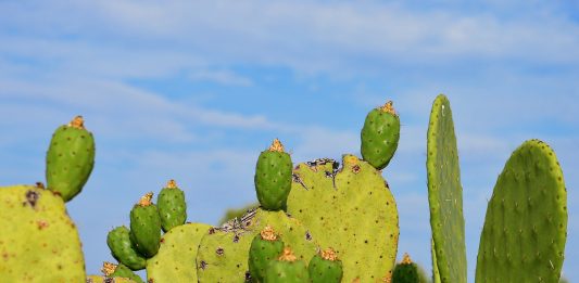 prickly pear turksvy