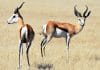 springbokke wat deel van die wildbedryf vorm
