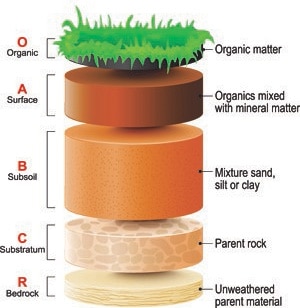 The Role Of Organic Matter In Soil – AgriOrbit