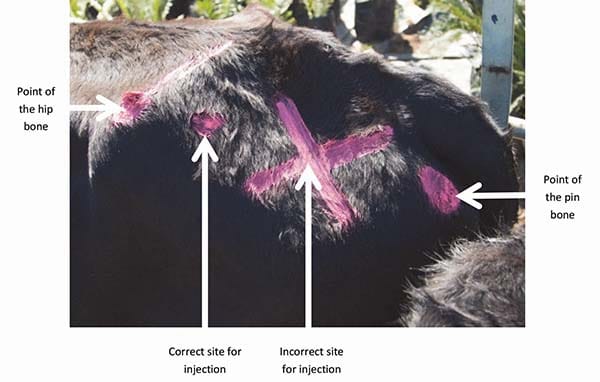 intravenous injection in cattle
