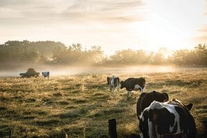 The South African cattle and sheep market – Part 1: Supply – AgriOrbit