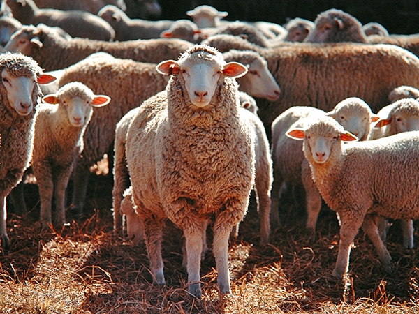 sheep mutton indicators wol wolmark