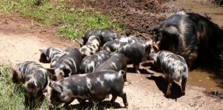 pig farming