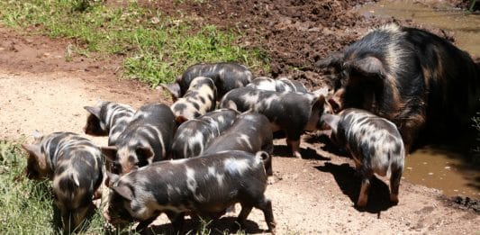 pig farming