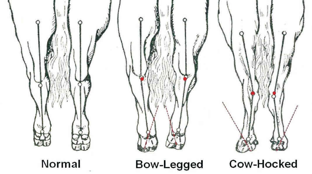 Focus On Hoof Care Part 2 Genetics And Conformation Agriorbit