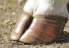hoof