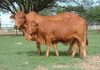weaning
