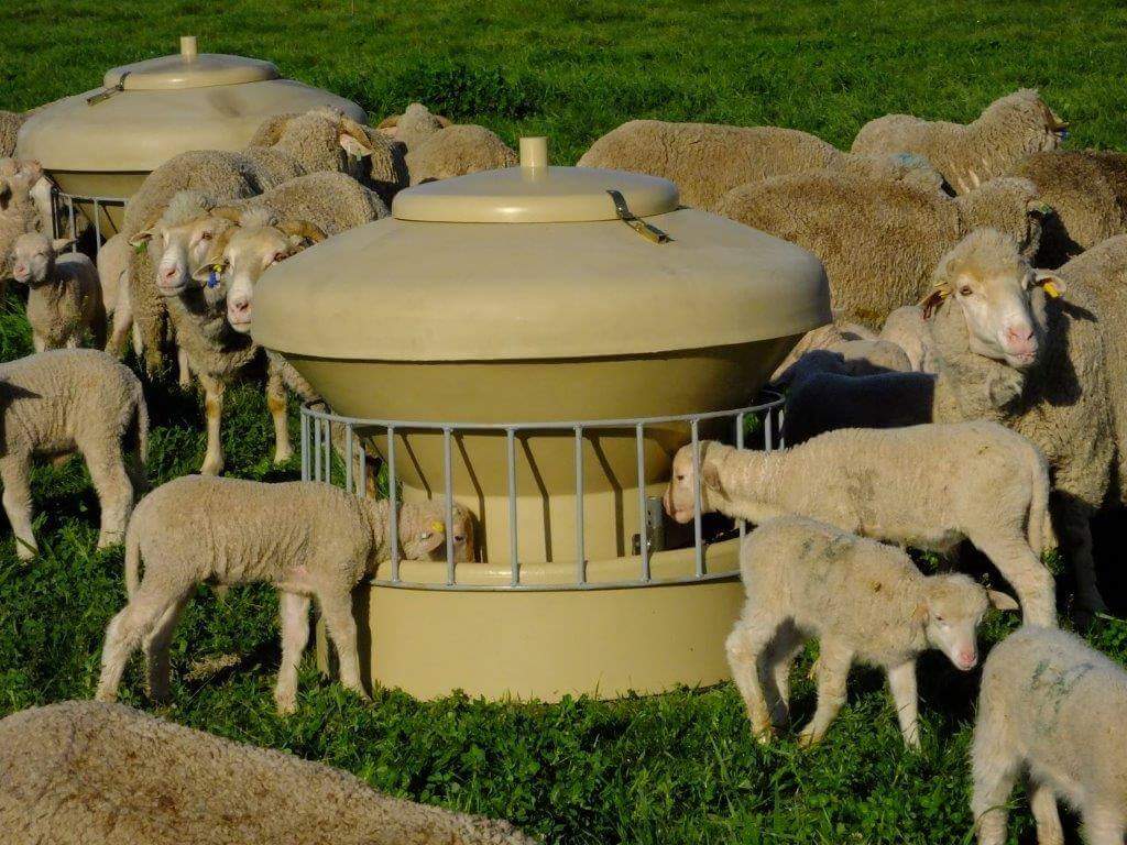 creep-feed-for-small-stock-distinguish-between-lambs-and-kids-agriorbit