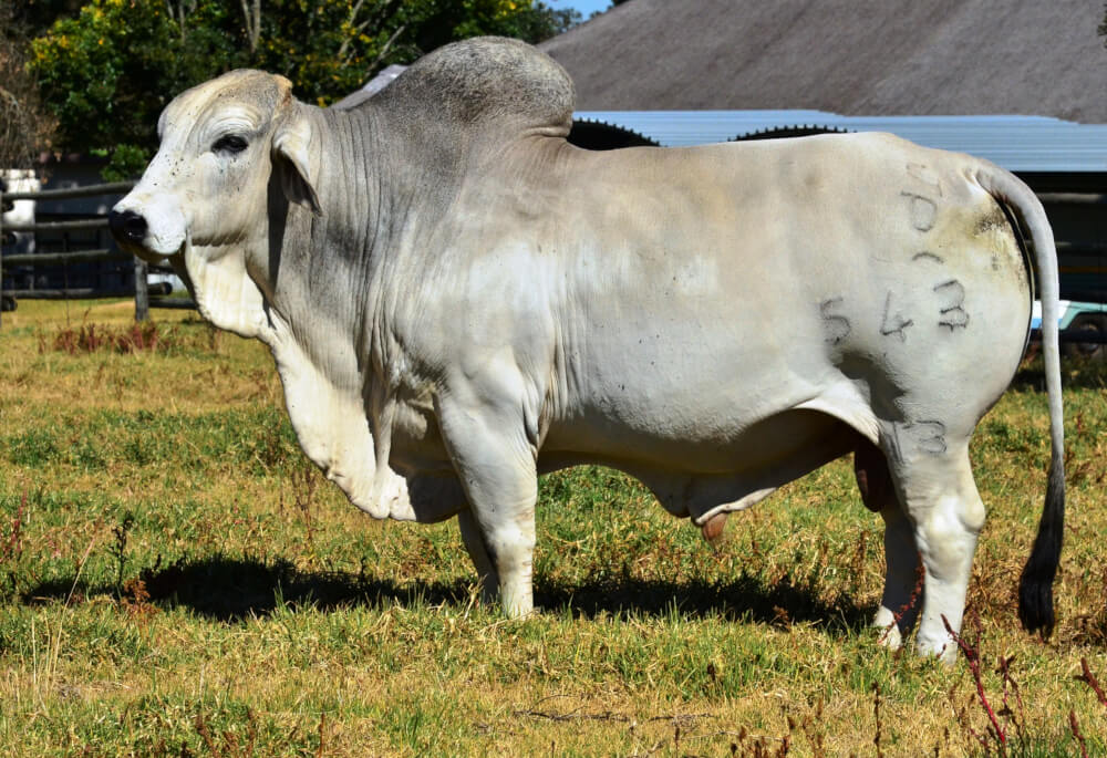 Brahman