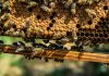 Bees, who are pollinators, on a honeycomb