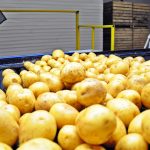 RSG Landbou, aartappels