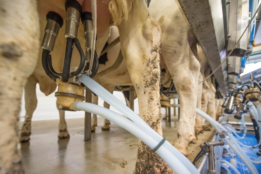 milking cows stewardship