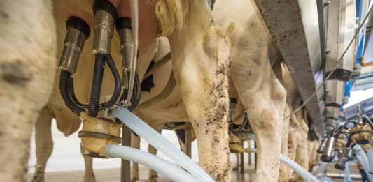 milking cows stewardship