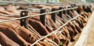 Cattle feeding from feedlot