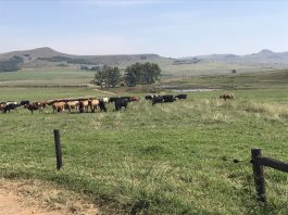Springfontein Dairy cows grazing