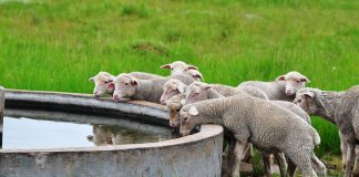 sheep-lambs-water