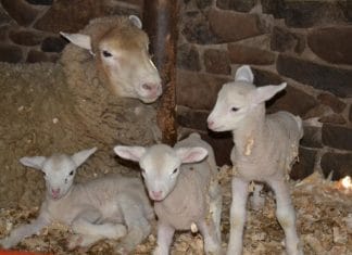 Ooi & lammers - Ewe & lambs