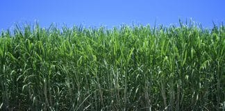 Sugarcane-Suikerriet