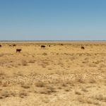 Drought is a recurring phenomenon in the arid and semi-arid regions of Southern Africa. There is 100% certainty that drought will prevail.