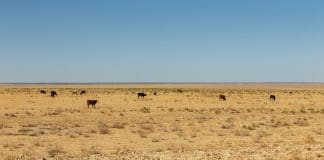 Droogte is ’n herhalende verskynsel in Suider-Afrika. Dit is egter juis belangrik dat produsente proaktief moet wees.