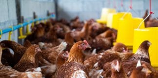 South Africa imposed anti-dumping duties on countries that have been identified as dumping cheap poultry imports in South Africa.