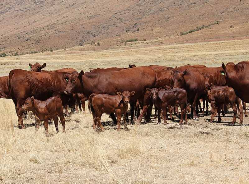 beeste cattle