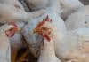 white-broiler-chickens-farm-yard-chickens-communicate