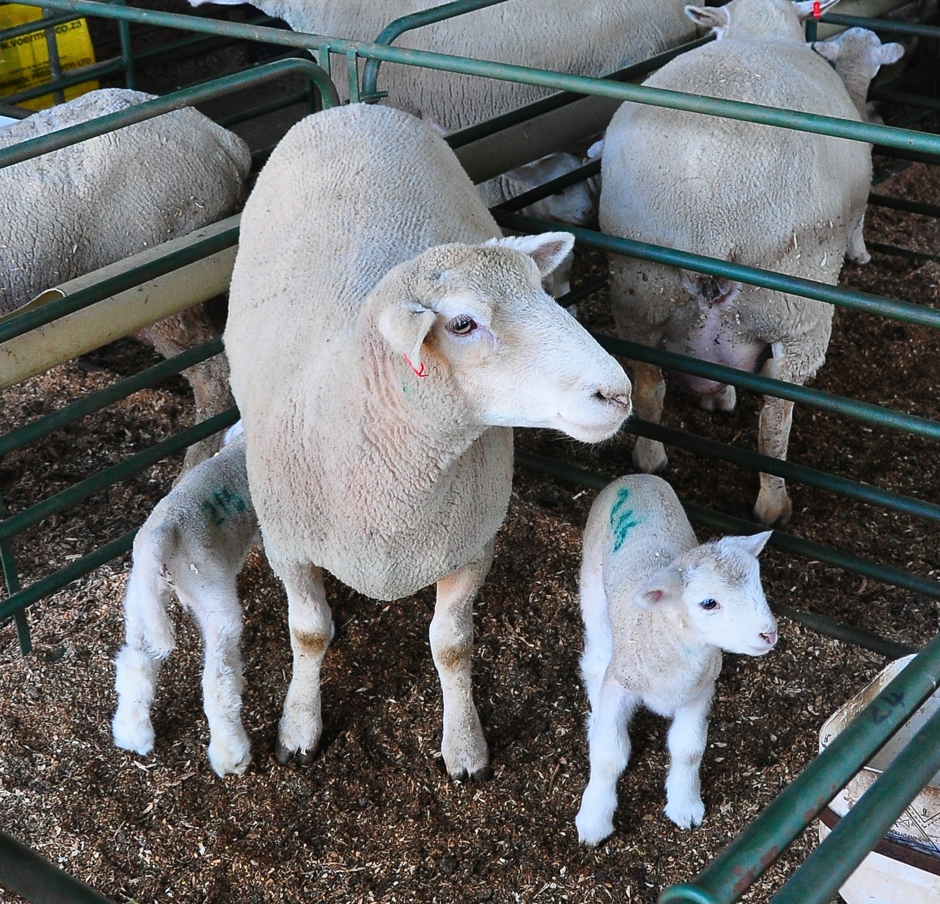 caring-for-ewes-and-lambs-during-lambing-agriorbit