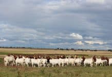A flock of Boer goat ewes
