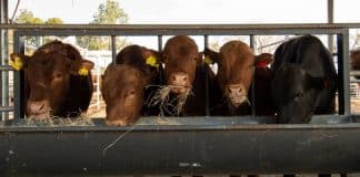 cattle in the feedlot - proper animal handling