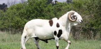 damara women agriculture vroue landbou
