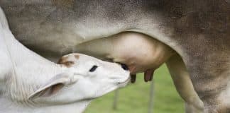 Calf suckling cow in herd