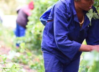 Seasonal farm workers in a vineyard