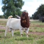 boerbokke