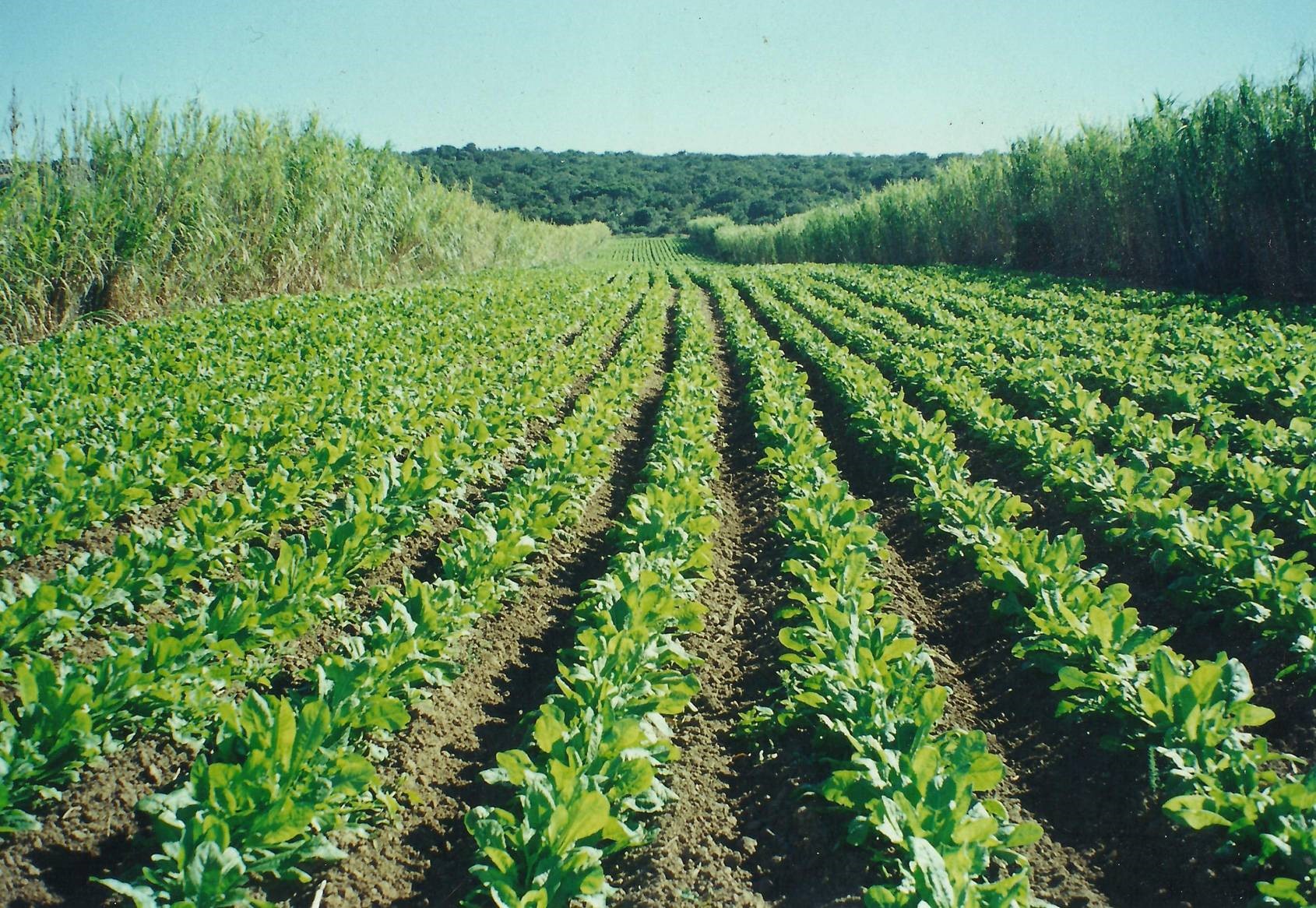 chicory-deeply-rooted-in-south-african-soil-agriorbit