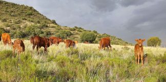 Calves in green grazing