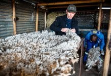 wool classing to show small-scale farmer in South Africa how it is done