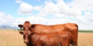 Bonsmara cow and calf