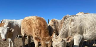 Histophilus somni can be found on the mucous membranes in the upper respiratory, intestinal & genital tracts of ruminant animals.