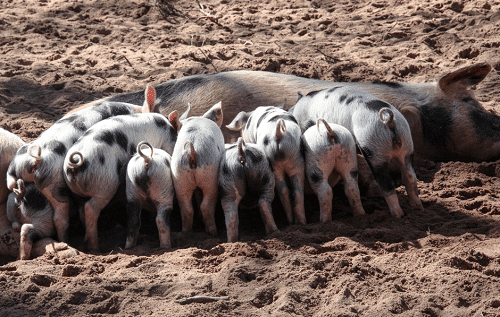 Die Noordwes-varkstudiegroep, is een van die min oorblywende groepe van sy soort in Suid-Afrika en gaan steeds van krag tot krag.