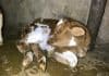 According to a statement Milk SA learned with shock and disappointment of the condition of 56 dairy calves destined for slaughter in Albertinia when found by the Garden Route SPCA on 31 July 2023.