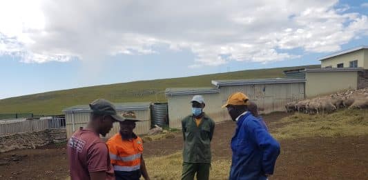 Kraaling animals at night affords the opportunity to supplement poor grazing in winter. Communal livestock farming. Farmers