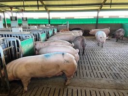 Seasons have less of a negative effect on housed sows, as the indoors light is filtered and diffused. (Photograph: CP Kriek, Taaibosch Group)