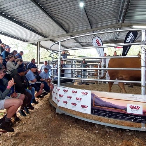 Visitors flocked from all over to this year’s Komga Agricultural Show held from 5 to 7 October where PJ Budler, a world-renowned cattle judge and fifth-generation South African producer who now lives in Texas, exchanged some valuable knowledge in the cattle section.