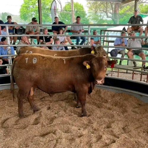 The winner of the cattle block test at the Komga Agricultural Show was Ellington Farming who entered the champion steer and the best group. Dewing Farms entered the reserve champion steer. All the steers were South Devon-Angus crossbreeds.