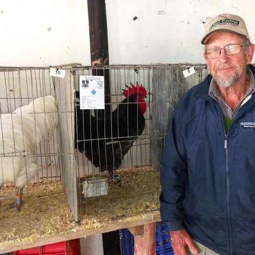 According to Peter Tessendorf of the East London Poultry Society, they had a full shed this year with a great variety of chickens. He said that working with these birds can easily become a hobby that anyone can fall in love with.